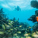 A snorkeler explore a coral reef off the Florida Keys (iStock image)