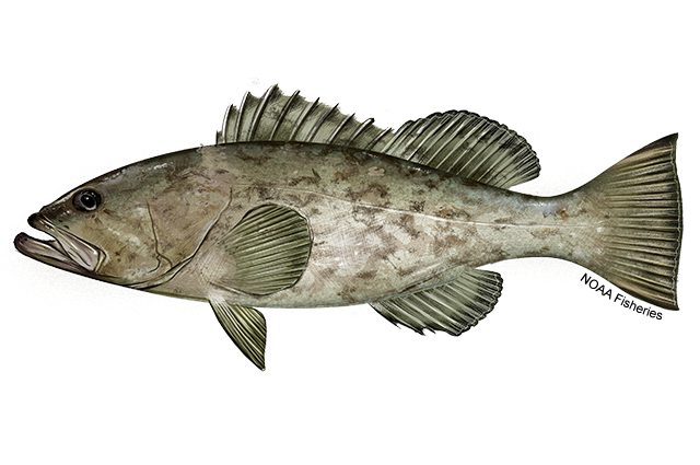 Gag grouper have been called a “poster child” for the challenges of recovering heavily exploited fish stocks. (Credit: NOAA Fisheries)