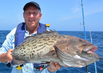 Gag grouper are a desirable reef fish that face considerable threats from overfishing. (Credit: FWC/Margaret Thompson)