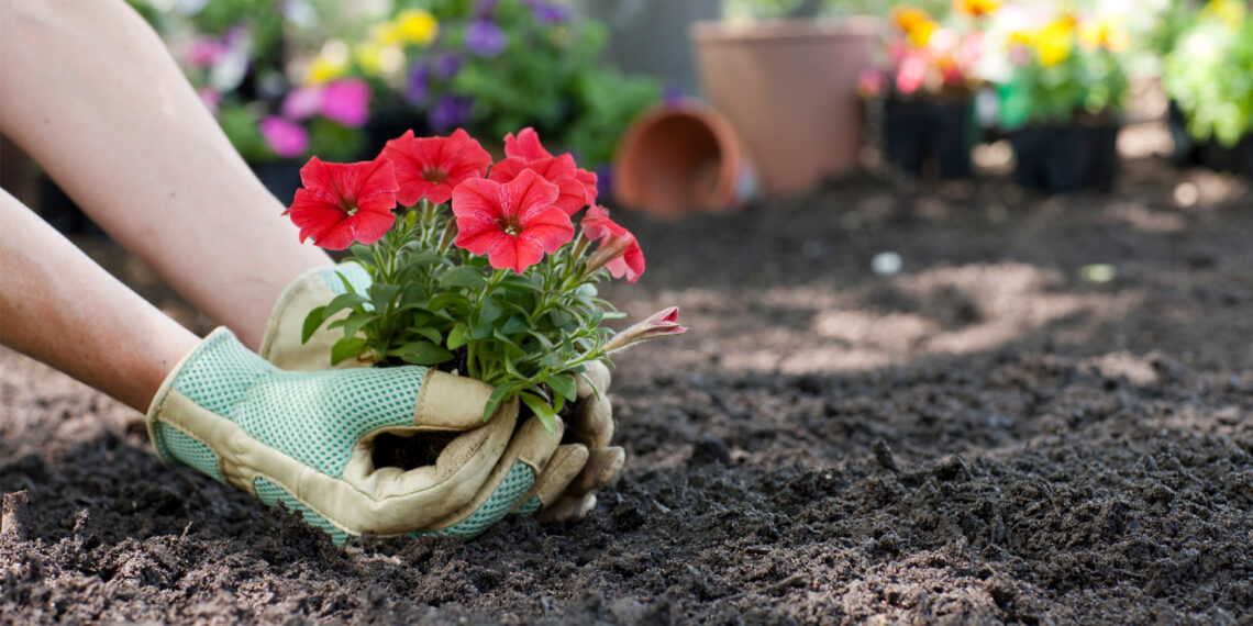 Flowers being planted in a yard (iStock image)