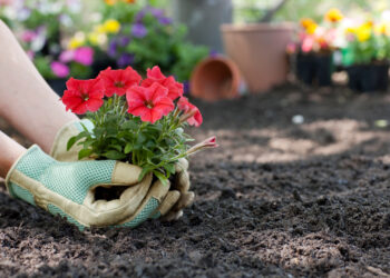 Flowers being planted in a yard (iStock image)