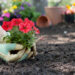 Flowers being planted in a yard (iStock image)