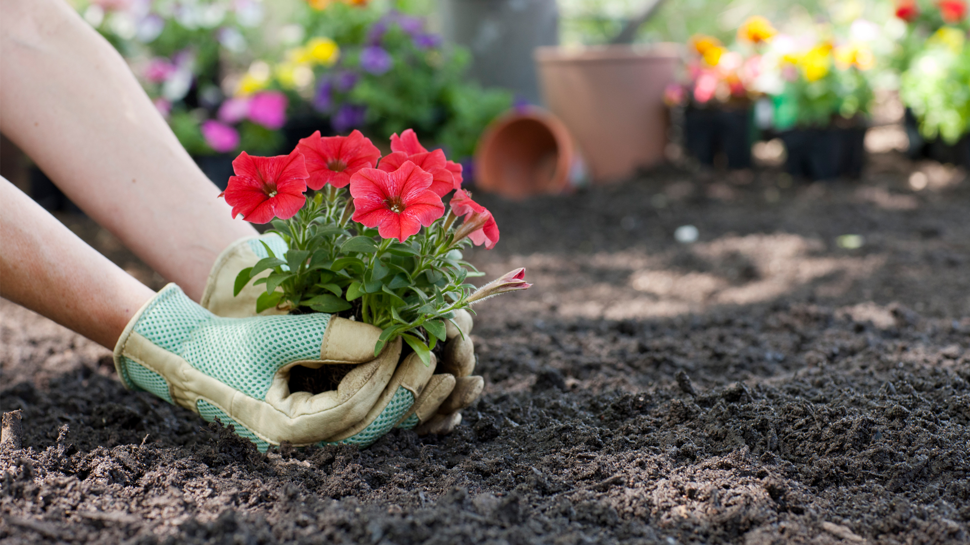 Climate change shifting best places for plants 