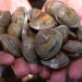 Littleneck clams (Ken Hammond, Public domain, via Wikimedia Commons)