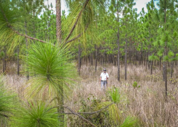 Forest Technician Jacob Floyd studies longleaf pines in the Palustris Experimental Forest, part of the Kisatchie National Forest in Louisiana. (USDA Forest Service photo by Preston Keres, Public domain, via Wikimedia Commons)
