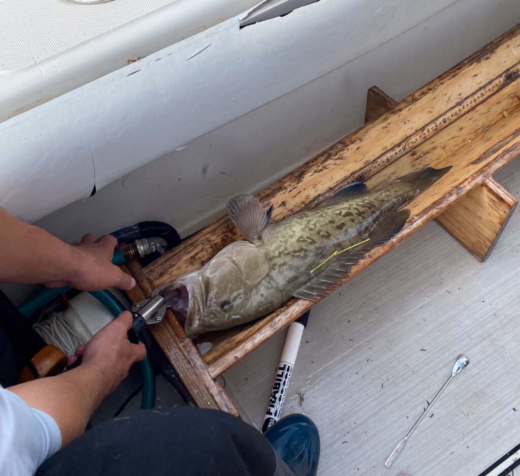 Various research projects aim to better understand the movement patterns and habitat use of gag groupers. (Credit: FWC Fish and Wildlife Research Institute)