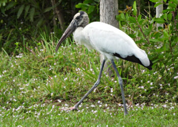 A wood stork walking in the grass (iStock image)