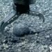 A metal claw reaches for an iron and manganese nodule on the seabed for testing. (USGS Pacific Coastal and Marine Science Center)
