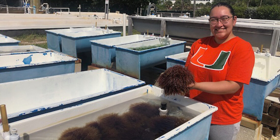 University of Miami doctoral student Jasmine Rodriguez collects algae from the aquaculture research laboratory at the University of Miami Rosenstiel School of Marine, Atmospheric, and Earth Science campus in Key Biscayne which is used to create sustainable concrete. (Image courtesy of Jasmine Rodriguez)