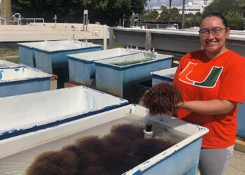 University of Miami doctoral student Jasmine Rodriguez collects algae from the aquaculture research laboratory at the University of Miami Rosenstiel School of Marine, Atmospheric, and Earth Science campus in Key Biscayne which is used to create sustainable concrete. (Image courtesy of Jasmine Rodriguez)