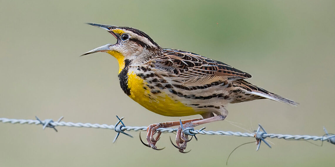 Eastern meadowlark populations across the U.S. grasslands have dropped by about three-quarters since 1970. (lwolfartist via Wikimedia Commons, CC BY)
