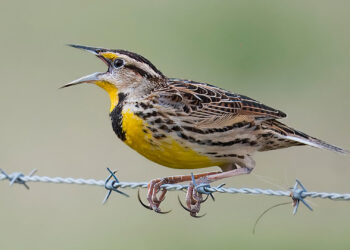 Eastern meadowlark populations across the U.S. grasslands have dropped by about three-quarters since 1970. (lwolfartist via Wikimedia Commons, CC BY)