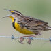Eastern meadowlark populations across the U.S. grasslands have dropped by about three-quarters since 1970. (lwolfartist via Wikimedia Commons, CC BY)
