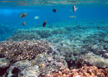 Fish and coral in Tumon Bay Marine Preserve, Guam (Curt Storlazzi/USGS Pacific Coastal and Marine Science Center, Public domain, via Wikimedia Commons)