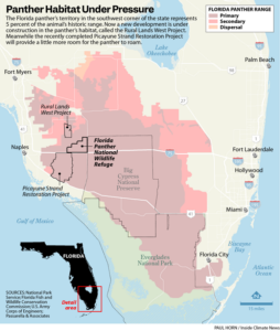 Panther Habitat Under Pressure (Paul Horn/Inside Climate News)