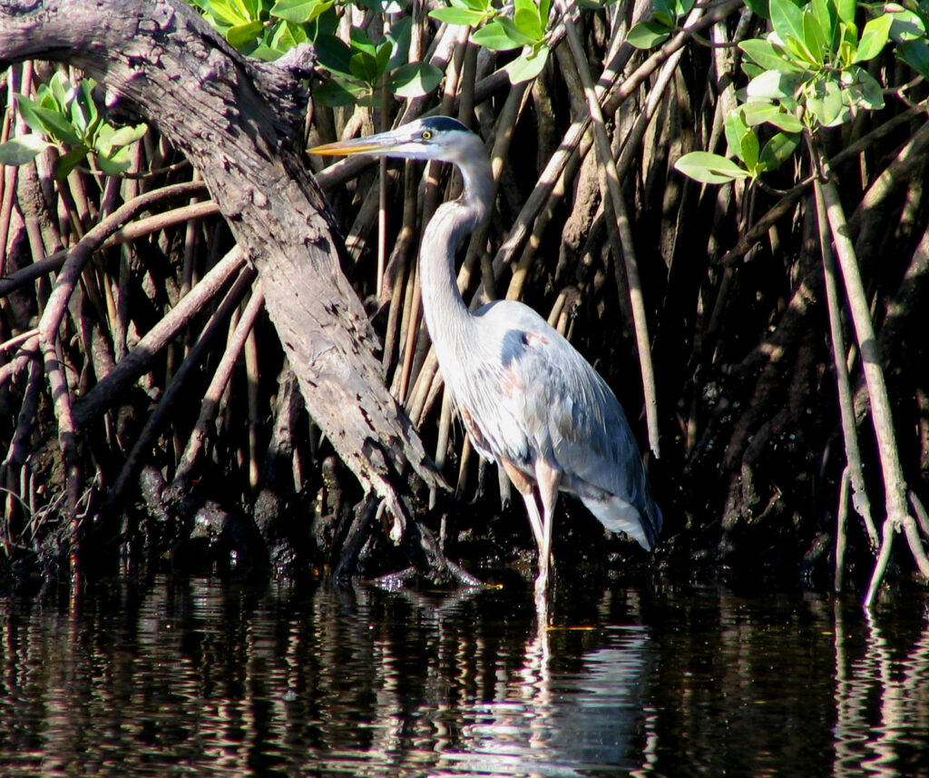 A great blue heron at Jonathan Dickinson State Park, where the state proposed to build golf courses before public outcry scuttled the plan. (Mwanner, CC BY-SA 3.0, via Wikimedia Commons)