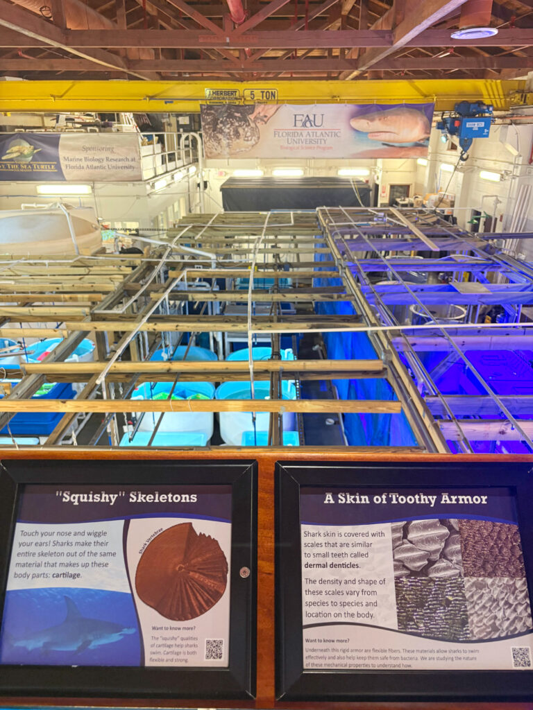 Gumbo Limbo Nature Center partners with Florida Atlantic University, which operates an onsite marine science laboratory with a public viewing gallery. (Casey Gentile photo)