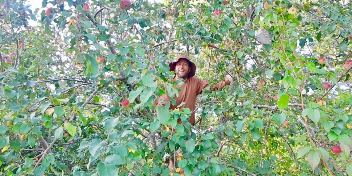 Robin Greenfield harvesting apples in a tree. (Photo courtesy of Robin Greenfield)