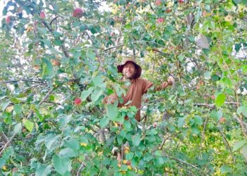 Robin Greenfield harvesting apples in a tree. (Photo courtesy of Robin Greenfield)