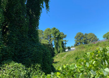 A view where Kudzu vines have sprawled atop a tree and overtaken a hillside in Durham, North Carolina. Credit: Lisa Sorg/Inside Climate News)