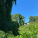 A view where Kudzu vines have sprawled atop a tree and overtaken a hillside in Durham, North Carolina. Credit: Lisa Sorg/Inside Climate News)