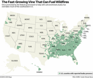The Fast-Growing Vine That Can Fuel Wildfires (Source: EDD Maps, Credit: Paul Horn/Inside Climate News)