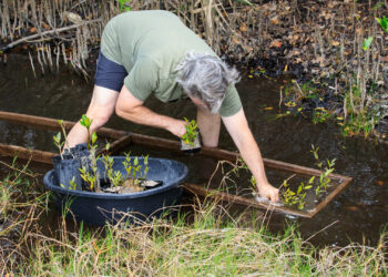 A team member from Kennedy Space Center in Florida plants mangrove seedling as part of a restoration project to create a living shoreline better able to counter the effects of erosion caused by storm waves and rising sea levels. (Glenn Benson/NASA, Public domain, via Wikimedia Commons)