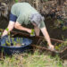 A team member from Kennedy Space Center in Florida plants mangrove seedling as part of a restoration project to create a living shoreline better able to counter the effects of erosion caused by storm waves and rising sea levels. (Glenn Benson/NASA, Public domain, via Wikimedia Commons)
