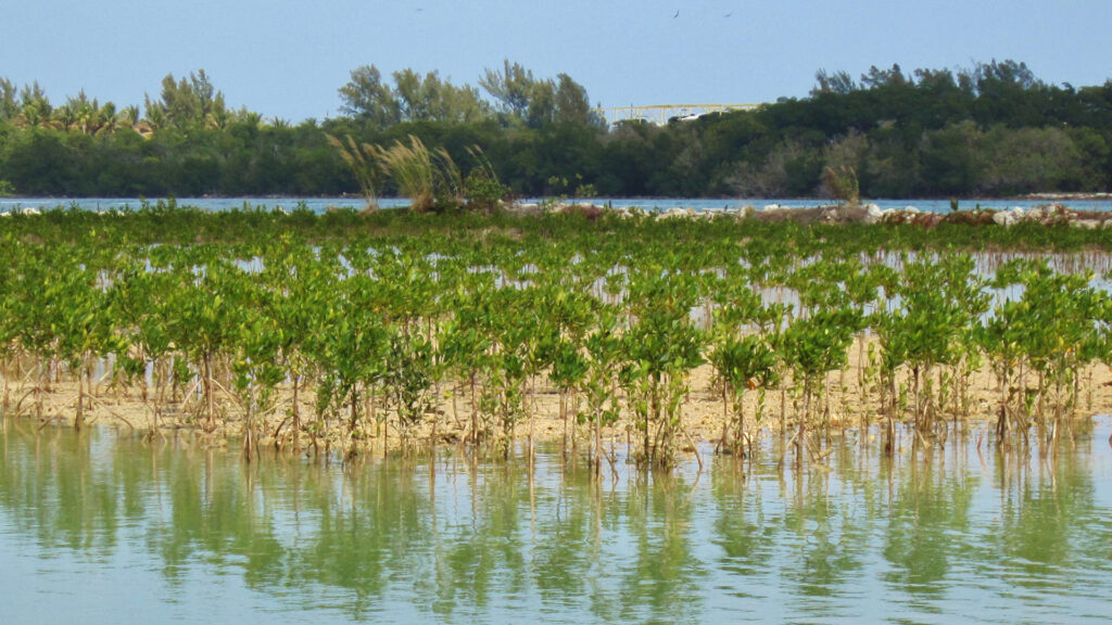 Mangroves planted as part of a restoration project at Oleta River State Park in North Miami Beach. Mangroves prevent erosion and reduce the force of waves, storm surge and flooding. (Richard McNeil, CC BY 3.0, via Wikimedia Commons)