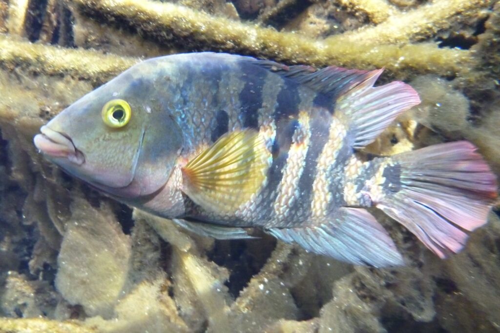 A Mayan cichlid (Cricket Raspet, CC BY 4.0, via Wikimedia Commons)