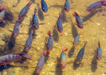 Mayan cichlid in a South Florida lake (iStock image)