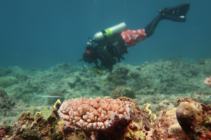 A diver from the National Oceanic and Atmospheric Administration passes an Acropora coral in the Guam National Wildlife Refuge. (NOAA, Public domain, via Wikimedia Commons)