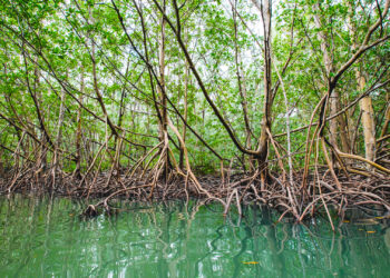 Mangroves in Miami's Oleta Park (iStock image)