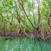 Mangroves in Miami's Oleta Park (iStock image)