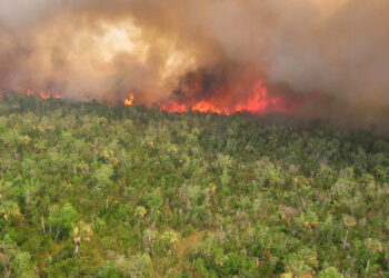 A prescribed burn at Everglades National Park, the vast majority of which is covered by the Marjory Stoneman Douglas Wilderness (NPS photo by Jennifer Brown, Public domain, via Wikimedia Commons).