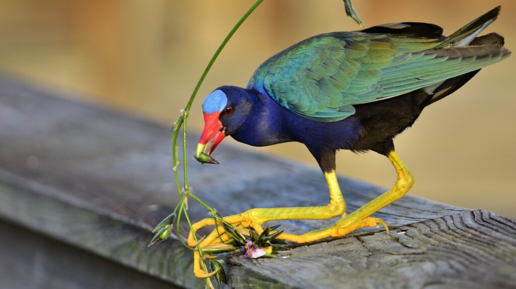 A purple gallinule at Green Cay Wetlands (Tom Friedel, CC BY 3.0, via Wikimedia Commons)