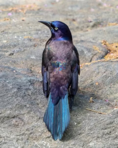 Grackles eat a lot of insects, from beetles to grasshoppers, and help control pest populations in agricultural fields. Their numbers are also falling in North America. (Rhododendrites via Wikimedia, CC BY-SA)