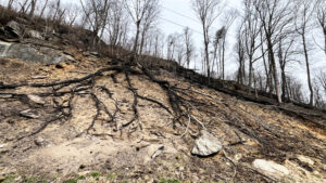 A nearly 600-acre fire in Pacolet, S.C., caused substantial burning of tree roots. The roots are where kudzu vines build strong anchor points. (Credit: Don Dicey/Conserving Carolina)