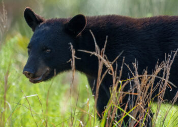 A Florida black bear in Ocala National Forest (iStock image)
