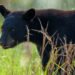 A Florida black bear in Ocala National Forest (iStock image)