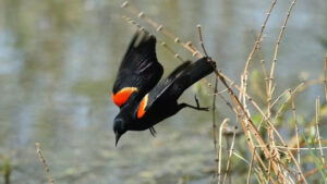 The red-winged blackbird showed one of the most pronounced declines, together with one of the strongest accelerations of that decline. (Walter Siegmund via Wikimedia Commons, CC BY)
