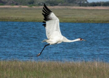 A whooping crane in flight (iStock image)