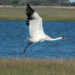A whooping crane in flight (iStock image)