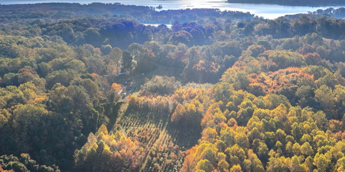 A long-running experiment is testing tree mixes to develop the healthiest forests. (Mickey Pullen/Smithsonian Environmental Research Center)