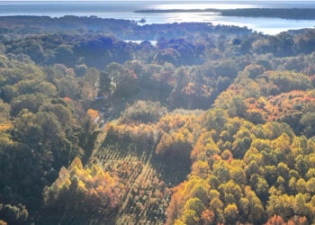 A long-running experiment is testing tree mixes to develop the healthiest forests. (Mickey Pullen/Smithsonian Environmental Research Center)