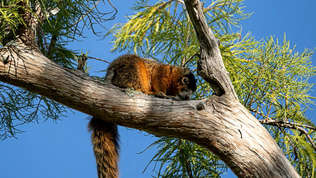 The Big Cypress fox squirrel has had to adapt as its preferred habitat becomes more fragmented. (LagunaticPhoto/iStock via Getty Images Plus)