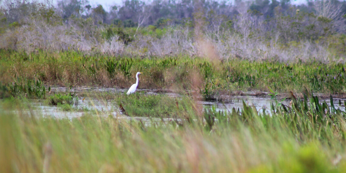 Florida Forever has added conservation lands and easements around Kissimmee Prairie Preserve State Park. (iStock image)