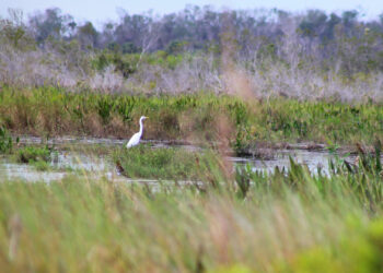 Florida Forever has added conservation lands and easements around Kissimmee Prairie Preserve State Park. (iStock image)