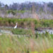 Florida Forever has added conservation lands and easements around Kissimmee Prairie Preserve State Park. (iStock image)