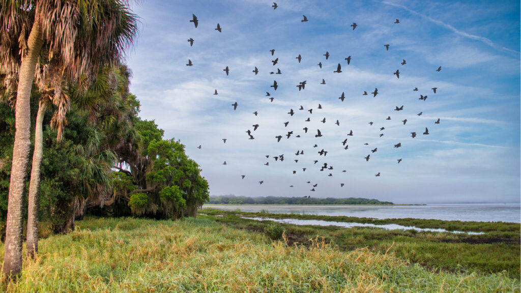 Conservation lands have been added around Myakka River State Park through Florida Forever (iStock image)